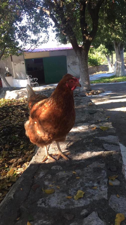 Αγρόκτημα Χελωναριά - Agroktima Chelonaria Ostello Chrani Esterno foto